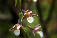 marsh-helleborine-epipactis-palustris-604202.jpg