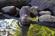 otter-zoo-sweet-672873.jpg