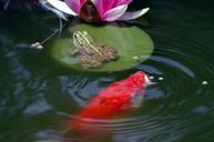 pond-frog-pond-frogs-amphibian-96138.jpg