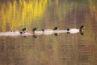 mandarin-duck-beautiful-koi-lake-835528.jpg