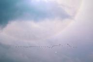 clouds-birds-flight-fly-water-bird-947442.jpg