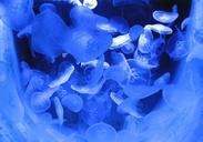 jellyfish-water-sea-animal-519371.jpg