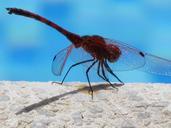 dragonfly-insect-close-water-405632.jpg