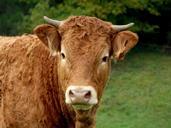 cow-animals-nature-mammal-486987.jpg