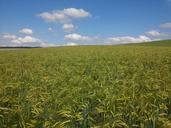 barley-cereals-arable-field-540382.jpg