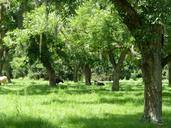 tree-organic-agriculture-outdoors-163051.jpg