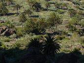 palm-trees-cultivation-agriculture-384491.jpg