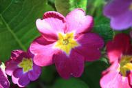 primrose-flower-blossom-bloom-7038.jpg