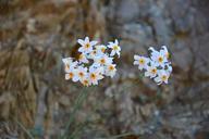 flowering-desert-flowers-purple-960121.jpg