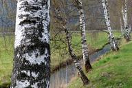 birch-waters-trees-328108.jpg