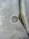 ice-frost-winter-circle-water-596546.jpg