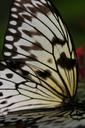 butterfly-wings-vladderen-646144.jpg