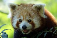 panda-red-panda-close-asia-bear-400277.jpg