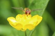 hoverfly-buttercup-macro-792337.jpg