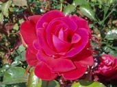 red-rose-flower-rose-red-361430.jpg