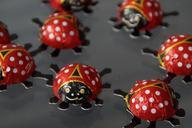 beetle-ladybug-lucky-ladybug-641159.jpg