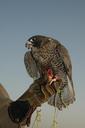 falcon-dubai-bird-1559272.jpg