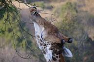 giraffe-eating-safari-africa-509407.jpg