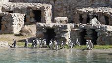 penguins-catwalk-zoo-animals-492823.jpg