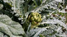 artichoke-plant-fruit-orchard-1140771.jpg