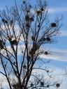 tree-poplar-white-poplar-silhouette-80250.jpg