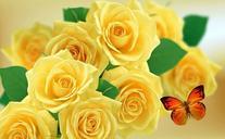 yellow-rose-rosa-roses-nature-952094.jpg