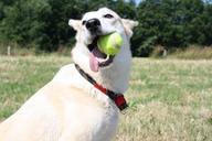 dog-ball-play-fun-summer-meadow-1270495.jpg