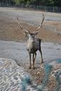 red-deer-antlered-deer-turkey-deer-616467.jpg