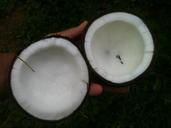 coconut-oil-white-palm-648105.jpg