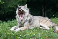 wolf-predator-european-wolf-dormant-1518925.jpg