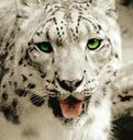 leopard-snow-leopard-ounce-big-cat-314635.jpg