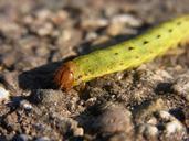 caterpillar-larva-insect-55338.jpg