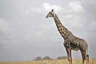 giraffe-safari-wildlife-serengeti-171210.jpg