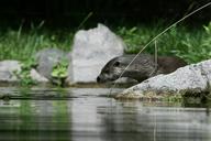 otter-stork-nature-animals-526830.jpg