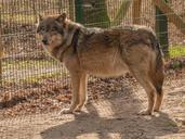 wolf-wild-carnivores-wildlife-park-1239992.jpg