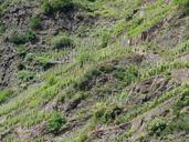 vineyard-steep-slope-winegrowing-56187.jpg