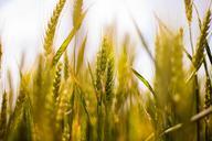 wheat-field-wheat-country-field-407192.jpg