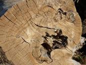 trunk-wood-cut-trunk-lena-1697553.jpg