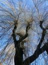 weeping-willow-tree-pasture-winter-232736.jpg