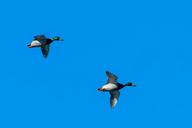 mallard-ducks-flight-water-bird-636530.jpg