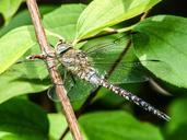 dragonfly-insect-close-shiny-501136.jpg