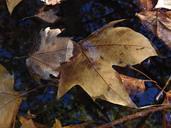 autumn-leaves-water-sunset-brown-509079.jpg