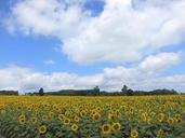 sunflowers-fields-flowers-265855.jpg