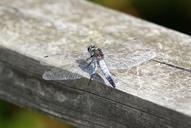 dragonfly-insect-wings-wildlife-420757.jpg