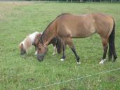 animals-horses-countryside-nature-643140.jpg