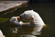 polar-bear-eat-water-359264.jpg