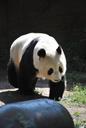 panda-zoo-nature-zoo-animals-wild-952257.jpg