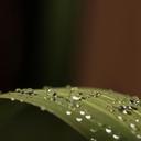 leaf-drops-droplets-macro-953879.jpg