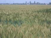 wheat-wheat-field-plant-951200.jpg