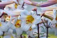 white-pollen-stamen-flower-1046097.jpg